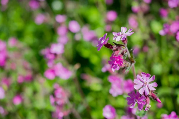 Ragged robin v květu. Stock Fotografie