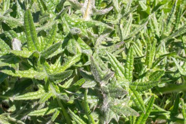 Otu acanthoides thistle bitki.