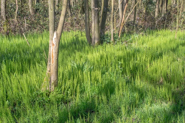 At kuyruğu bitkiler ile orman.