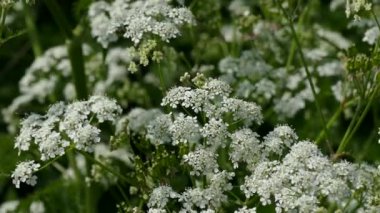 Anthriscus sylvestris veya inek maydanoz çiçek.