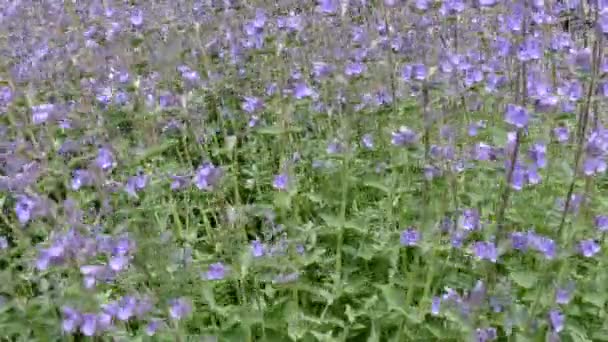 Nepeta cataria lub catmint kwiaty. — Wideo stockowe