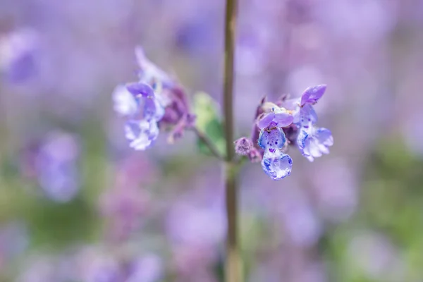 Nepeta cataria o flores de menta . —  Fotos de Stock