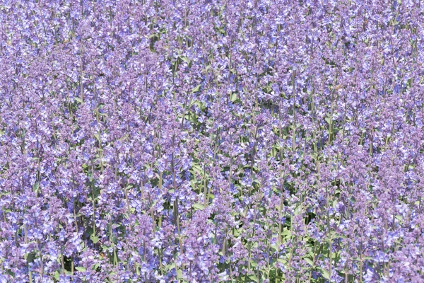 Nepeta cataria またはまたたびの花. — ストック写真