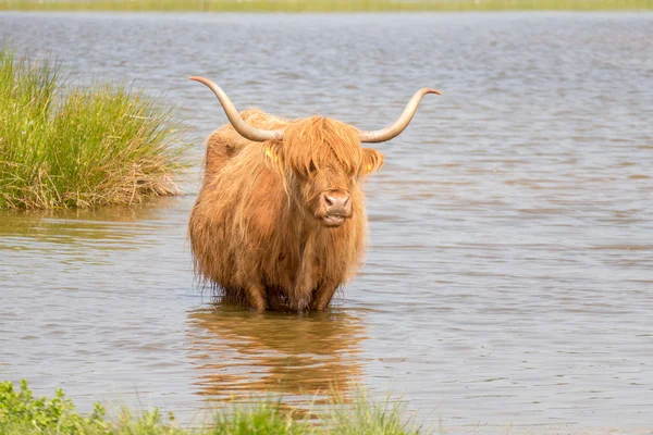 Шотландський highlander в природний парк.. Стокове Фото