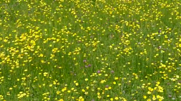 Buttercups blooming in the fleld. — Stock Footage Buttercups blooming in the fleld. Video Clip