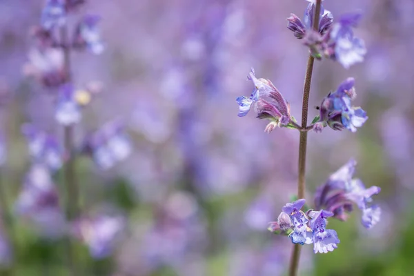 Nepeta cataria or catmint flowers. — Stock Photo, Image