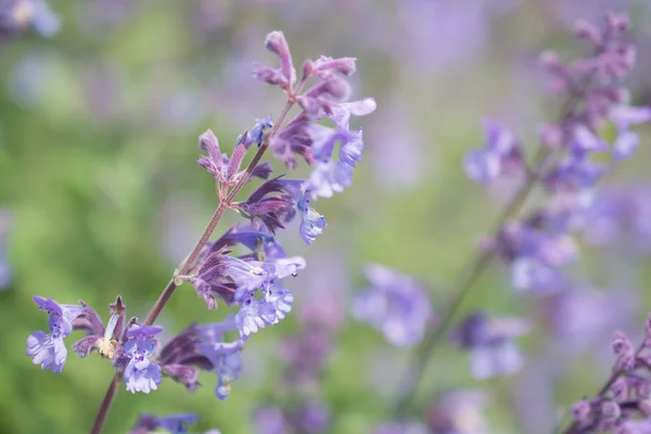 Nepeta cataria o flores de menta . —  Fotos de Stock