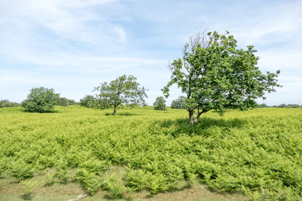 Kum tepelerine Amsterdamse Waterleidingduinen, — Stok fotoğraf