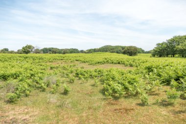 Kum tepelerine Amsterdamse Waterleidingduinen,