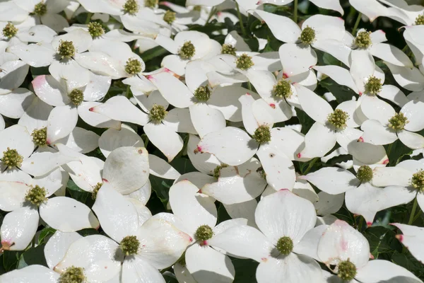 Chinese kornoelje in bloei. — Stockfoto