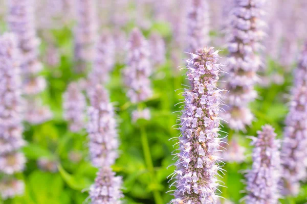 Agastache mavi servet çiçekler.