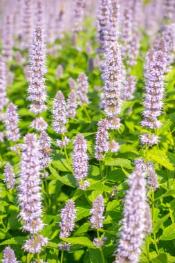 Agastache mavi servet.