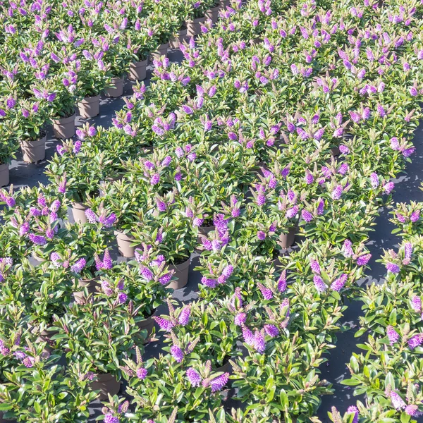 Veronica Hebe planten bloeiende. — Stockfoto