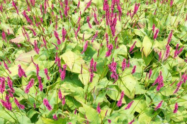 Persicaria veya Knotweed çiçekler.