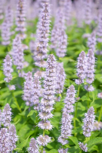 Agastache mavi servet.