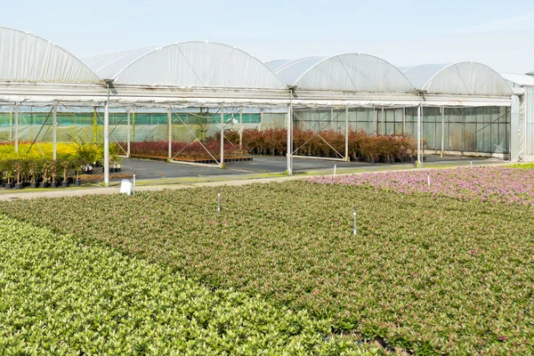 Nursery with greenhouses. — Stock Photo, Image