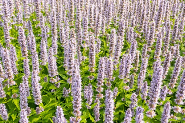 Agastache mavi servet.