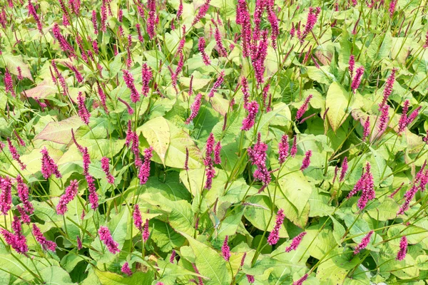 Blüten von Persikarien oder Knöterich. — Stockfoto