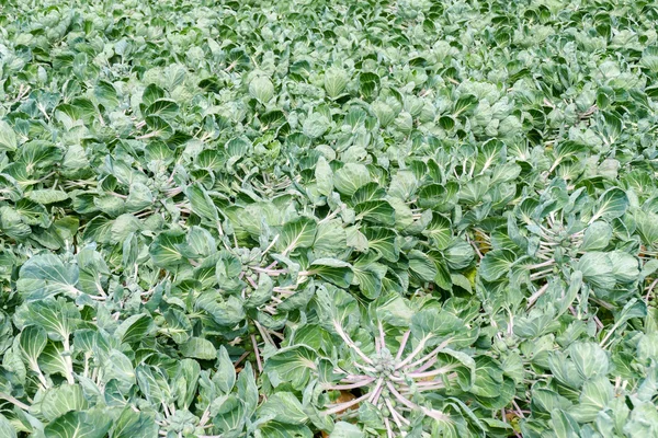 Cauliflower plants ina field. — Stock Photo, Image