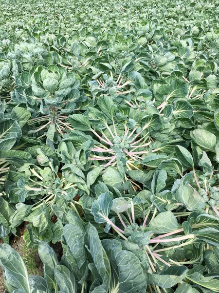 Cauliflower plants in a firld. — Stock Photo, Image