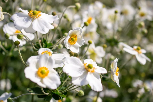 Anemone piaskowy honorine jobert kwiaty. — Zdjęcie stockowe