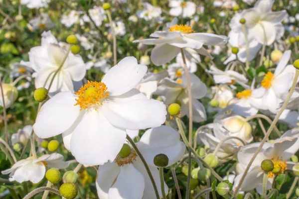 Anemone piaskowy honorine jobert kwiaty. — Zdjęcie stockowe