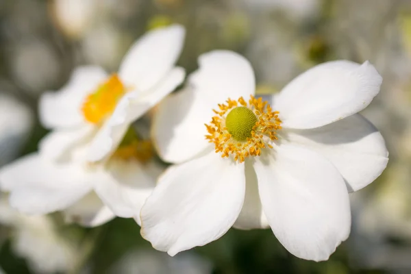 Anemone hybrida honorine Jobertová květiny. Royalty Free Stock Obrázky