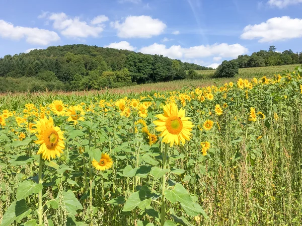 Landscape with sunflowers in Vohl. — Stock Photo, Image