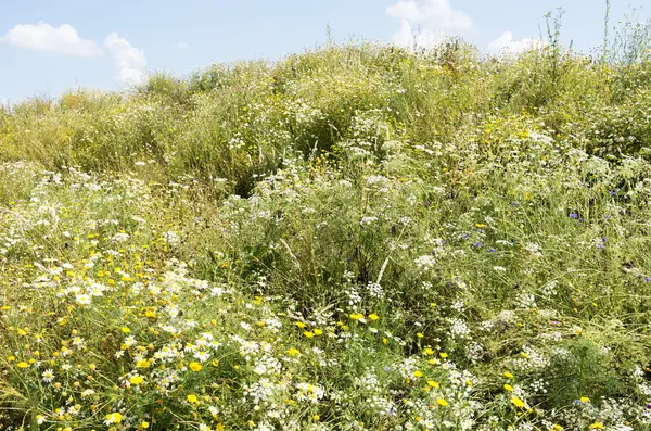 Mountain overgrown with wildflowers. — Stock Photo, Image