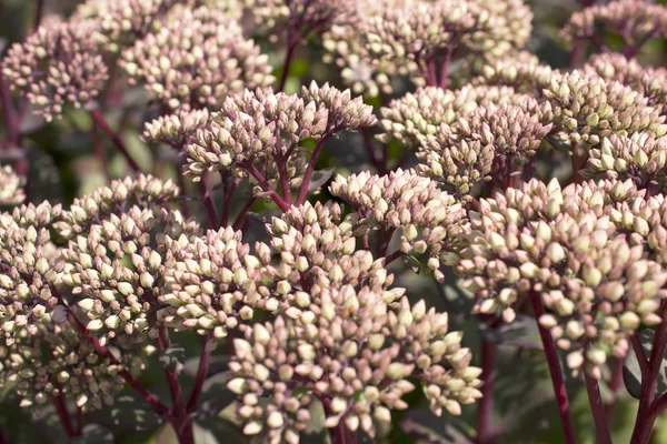 Květiny sedum spectabile. — Stock fotografie