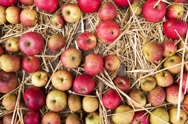 Truhe mit Äpfeln. — Stockfoto