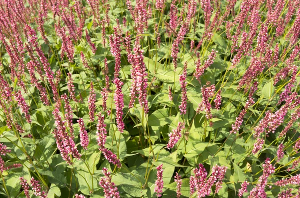 Fiori Knotweed o Polygonaceae . — Foto Stock