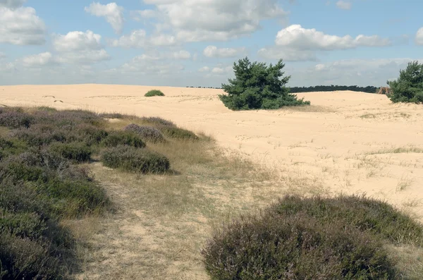 Landschaft im Nationalpark hoge veluwe. — Stockfoto