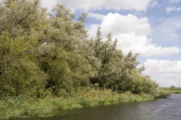 Willow skogar i nationalparken De Biesbosch. — Stockfoto