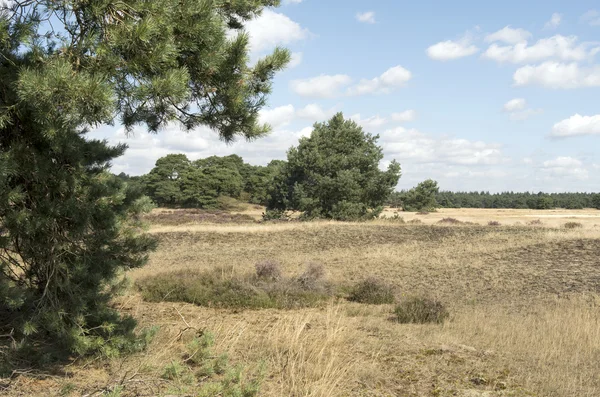 Landschap in Nationaal Park Hoge Veluwe. — Stockfoto