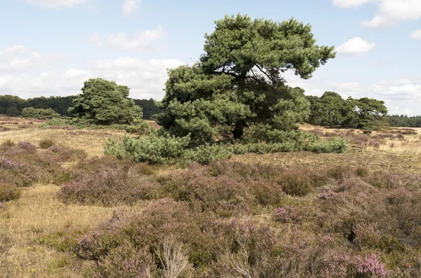 Landscape in National Park Hoge Veluwe. — Stock Photo, Image