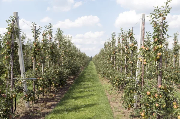 Wiersze jabłoni w sadzie. — Zdjęcie stockowe