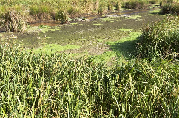 Marsh landskap i naturen våtmark grön Jonker. — Stockfoto