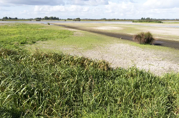Marsh Paisagem na natureza zona húmida Green Jonker . Fotos De Bancos De Imagens Sem Royalties