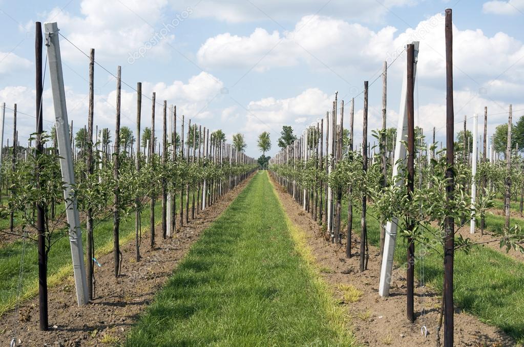 Rows of apple trees in an orchard.