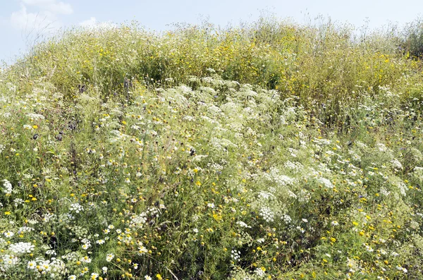 Mountain overgrown with wildflowers. — Stock Photo, Image