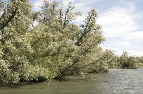 Willow forests in the National Park De Biesbosch. — Stock Photo, Image