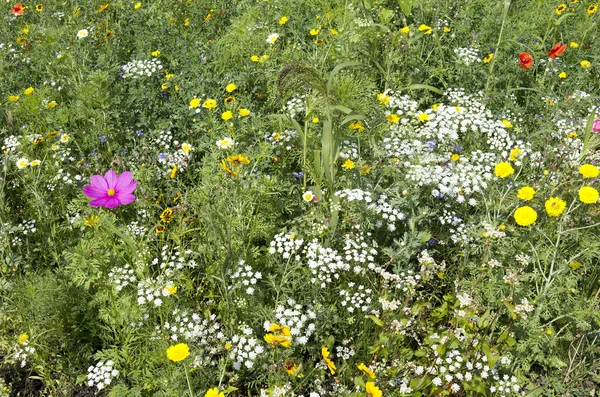 Veld met wilde bloemen. — Stockfoto