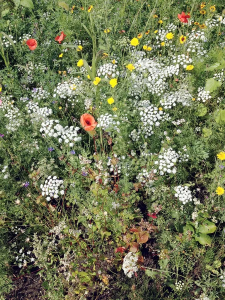 Feld mit wilden Blumen. — Stockfoto