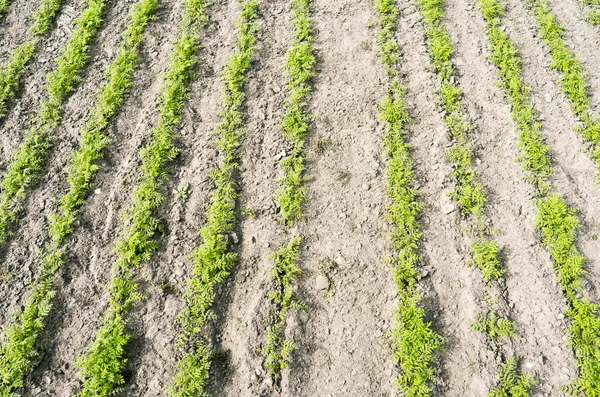 Carrot Plants. — Stock Photo, Image