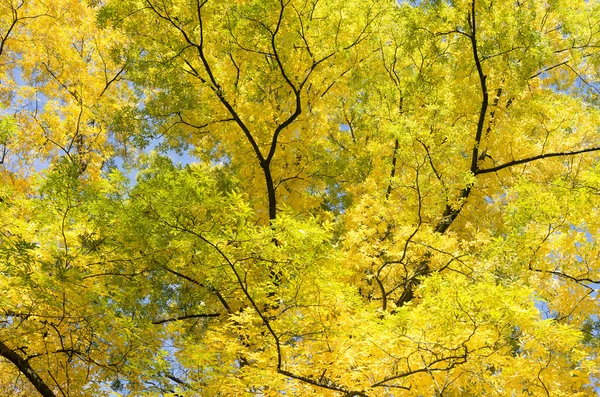 Blätter in der herbstlichen Farbe der bitteren Nuss. — Stockfoto