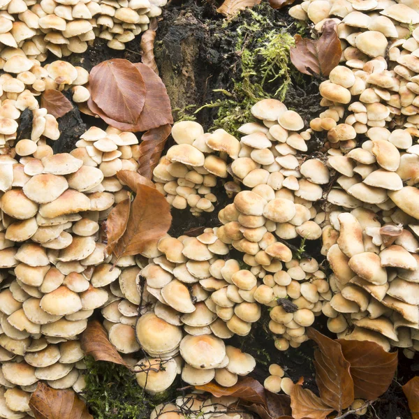 Gewone zwavelkop paddestoelen. — Stockfoto