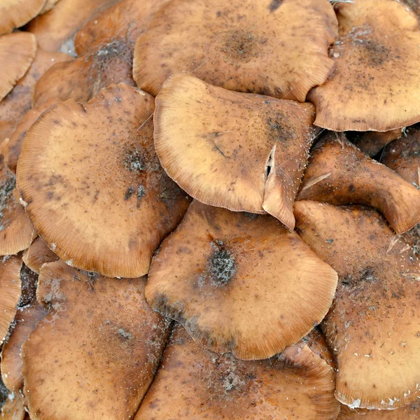 Russet paddestoelen. — Stockfoto