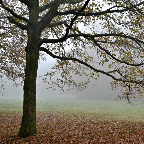 Hêtres dans le brouillard . — Photo