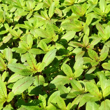 Küçük bahar meşgul Lizzie bitkiler.